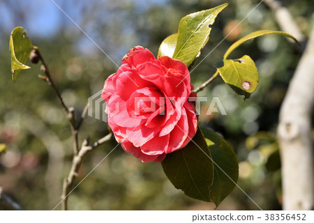 山茶花（紅葉狩獵） 38356452