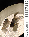 Black goldfish 38357219
