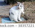 Cat  38357221