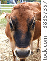 Cow  38357357