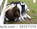 goat  38357359