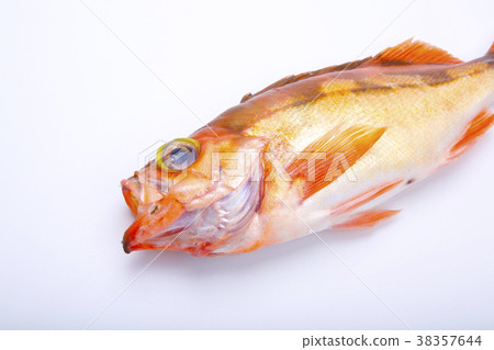 石斑魚食物 石斑魚食物 38357644