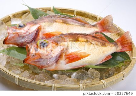 Rockfish food Rockfish food 38357649