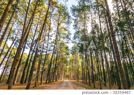 Pine tree and road in forest. Pine tree and road in forest. 38358467
