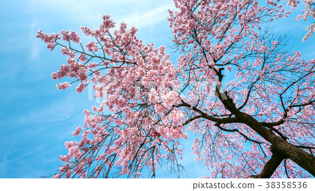 Sakura season in spring. Sakura season in spring. 38358536