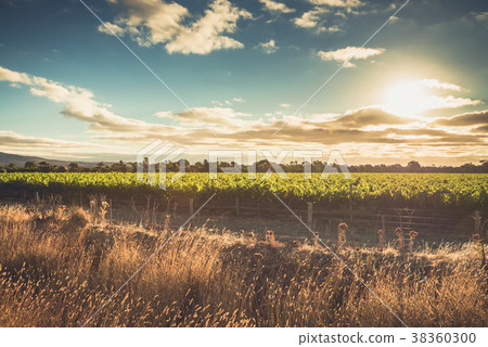 McLaren valley vineyards at sunset McLaren valley vineyards at sunset 38360300