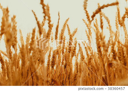 Spikelets of golden wheat on field. Beautiful 38360457