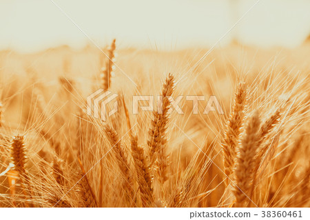Spikelets of golden wheat on field. Beautiful Spikelets of golden wheat on field. Beautiful 38360461