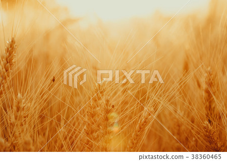 Spikelets of golden wheat on field. Beautiful  38360465