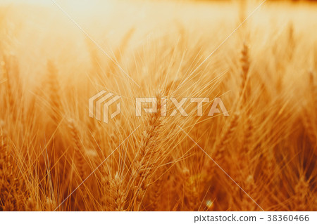 Spikelets of golden wheat on field. Beautiful 38360466