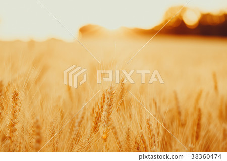 Spikelets of golden wheat on field. Beautiful Spikelets of golden wheat on field. Beautiful 38360474