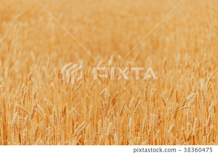 Spikelets of golden wheat on field. Beautiful Spikelets of golden wheat on field. Beautiful 38360475