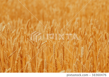 Spikelets of golden wheat on field. Beautiful Spikelets of golden wheat on field. Beautiful 38360476