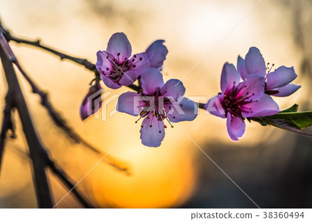 blooming peach trees in spring on a Sunny day blooming peach trees in spring on a Sunny day 38360494