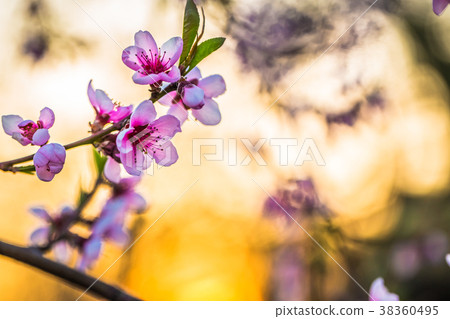 blooming peach trees in spring on a Sunny day blooming peach trees in spring on a Sunny day 38360495