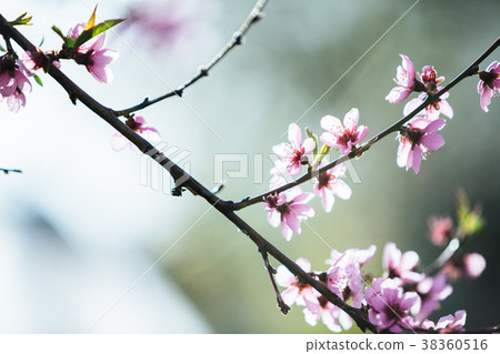 blooming peach trees in spring on a Sunny day blooming peach trees in spring on a Sunny day 38360516