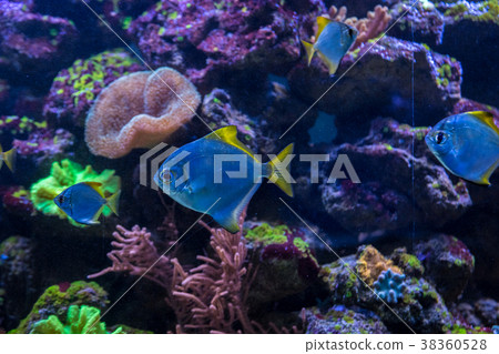 Tropical fish with corals and algae in blue water Tropical fish with corals and algae in blue water 38360528