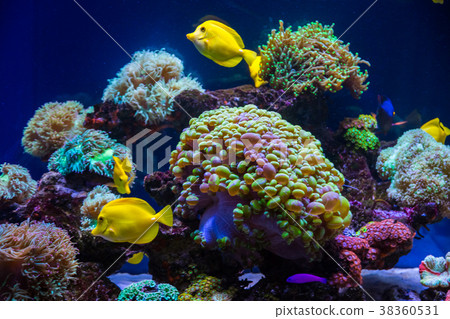 Tropical fish butterfly and corals. Beautiful  38360531