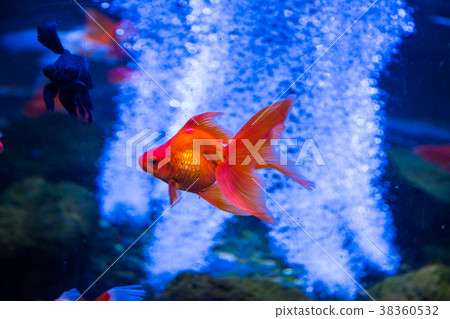 Tropical and aquarium goldfish in blue water 38360532