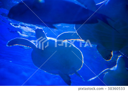 Tropical sea tortoise in blue water. Beautiful Tropical sea tortoise in blue water. Beautiful 38360533