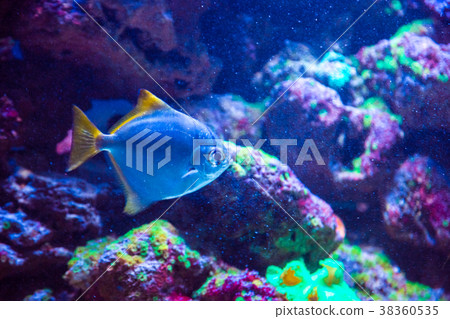 Tropical fish with corals and algae in blue water. Tropical fish with corals and algae in blue water. 38360535
