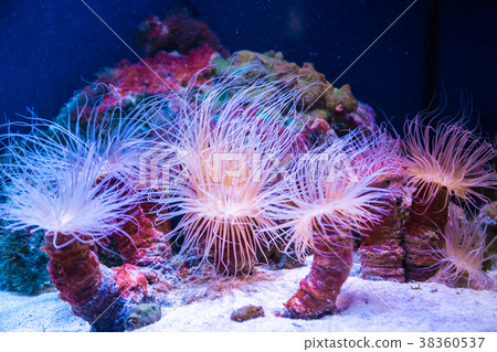 Beautiful live corals on the seabed. Excellent  38360537