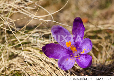 Purple crocus flowers in snow awakening in spring Purple crocus flowers in snow awakening in spring 38360992