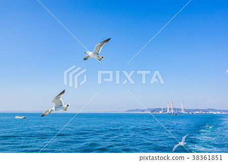 [神奈川縣]野生鳥類 38361851