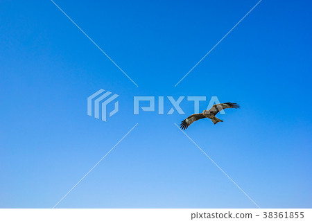 [神奈川縣]鳥兒 38361855