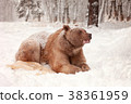 European Brown Bear in a winter forest 38361959