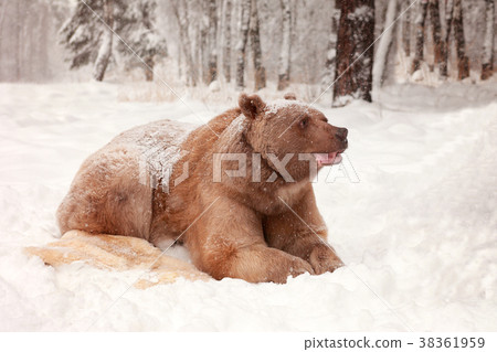 European Brown Bear in a winter forest 38361959