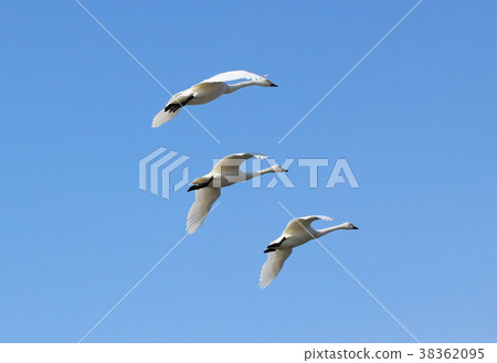 Three swans and blue sky 38362095