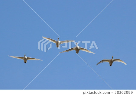 Swan family and sky 38362099