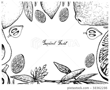 Hand Drawn Frame of Lime and Canistel Fruits Hand Drawn Frame of Lime and Canistel Fruits 38362286