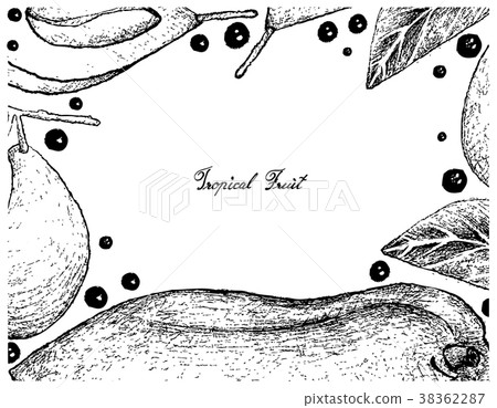 Hand Drawn Frame of Fresh Papaya and Marian Plum Hand Drawn Frame of Fresh Papaya and Marian Plum 38362287