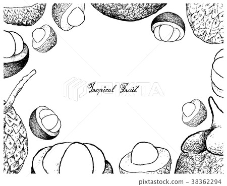 Hand Drawn Frame of Lychee and Mangosteen Fruits Hand Drawn Frame of Lychee and Mangosteen Fruits 38362294