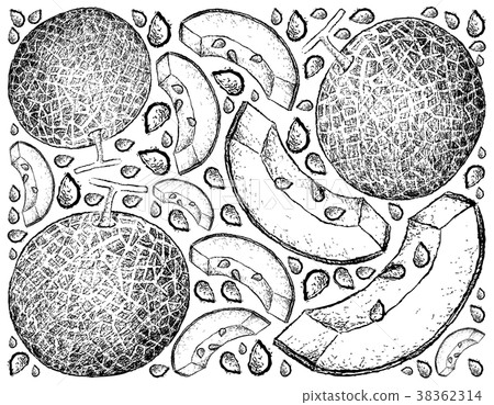 Hand Drawn Background of Fresh Melon Fruit 38362314