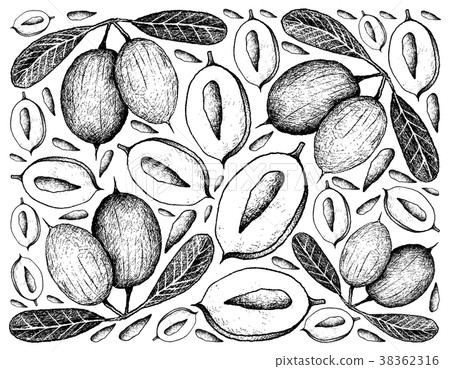 Hand Drawn Background of Fresh Karanda Fruits Hand Drawn Background of Fresh Karanda Fruits 38362316
