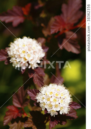 America Temari Shimotsuke America Temari Shimotsuke 38362356