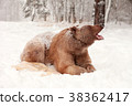 European Brown Bear in a winter forest 38362417