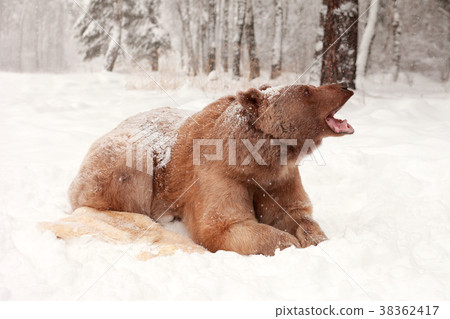 European Brown Bear in a winter forest 38362417