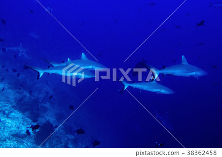 Grey shark ready to attack underwater 38362458