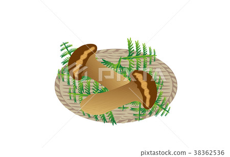 各種山松茸蘑菇 38362536