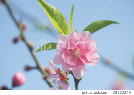 台北木柵杏花林 38362849