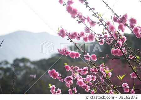 台北木柵杏花林 台北木柵杏花林 38362872