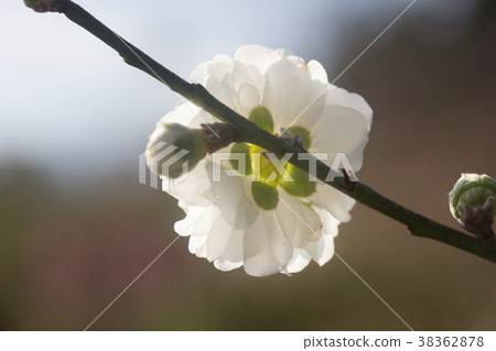 台北木柵杏花林 台北木柵杏花林 38362878