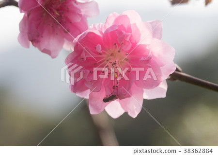 台北木柵杏花林 台北木柵杏花林 38362884