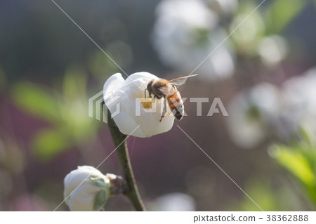 台北木柵杏花林 台北木柵杏花林 38362888