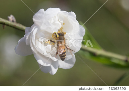 台北木柵杏花林 38362890