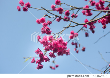 台北木柵杏花林 台北木柵杏花林 38362908